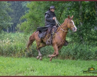 2NERIGUE229