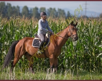 1SALAVAUX268