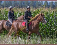 1SALAVAUX441