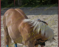 2-14juin039