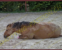 3-14juin291