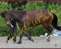 1YVOVAND251