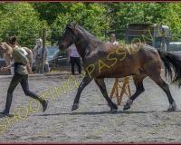 2YVONAND162