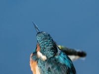 A9R02107