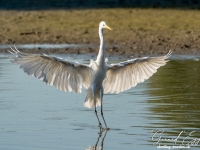 A9R02297