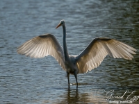 A9R02565
