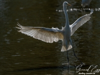 A9R02752