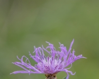 S9I0205