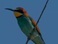 A9R00316