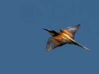 A9R00363