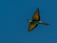 A9R00502