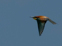 A9R00508