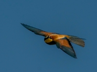 A9R00513