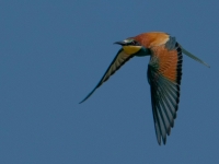A9R00515
