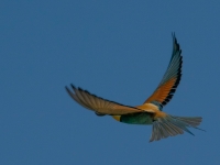 A9R00523