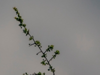 A9R00578
