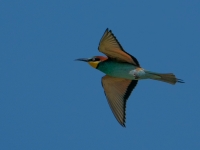 A9R01078