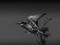 A9R01095