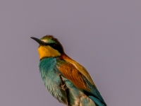 A9R02621