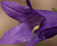 E7A0066