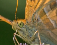 E7A0192-Modifier
