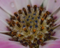 macro015