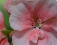 macro024