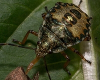 E7A0072-Modifier
