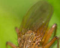 macro068-Modifier