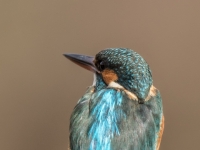 S9I0181
