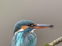 S9I0411