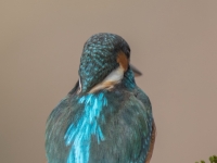 S9I0483