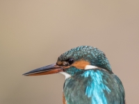 S9I0491