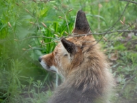 1RX06473