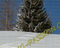 3MOSSES188