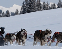 1chien mosses 025