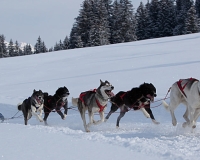 1chien mosses 030
