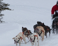 1chien mosses 045