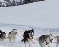 1chien mosses 055