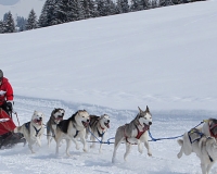 1chien mosses 058