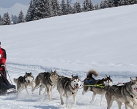 1chien mosses 061