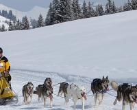 1chien mosses 063
