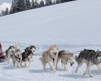 1chien mosses 072
