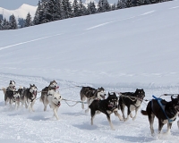 1chien mosses 078