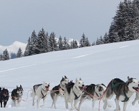 1chien mosses 081