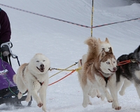 1chien mosses 119
