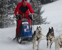 2chien mosses 176