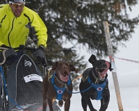 2chien mosses 222