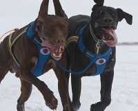 2chien mosses 228