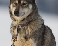 3chien mosses 321